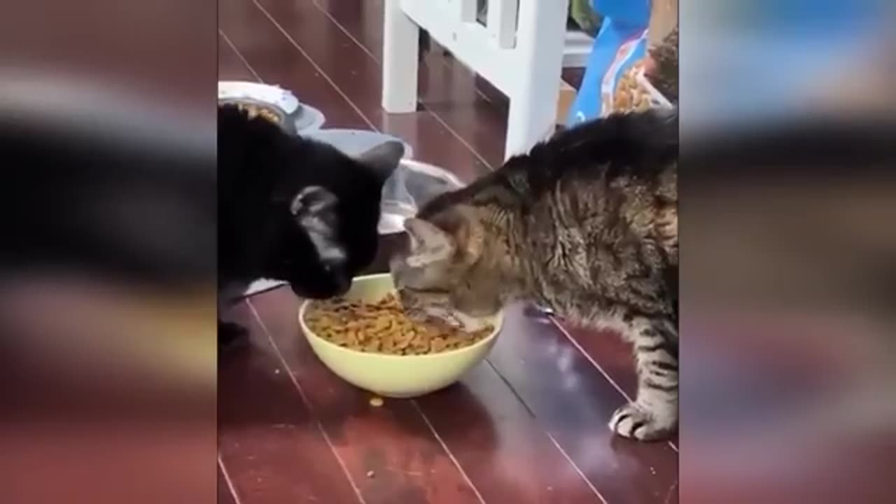 Cats use 99% brains