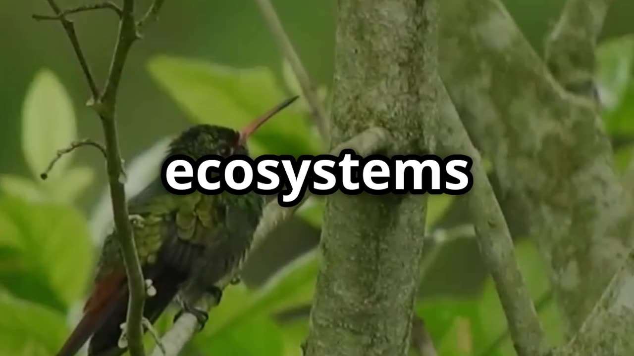 🐦💫 Hummingbirds The Only Birds That Can Fly Backward! 🚁🌸