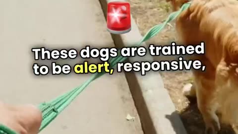 Did you know? Service dogs recognize when they are on duty. #funfact #dogs #dogshorts
