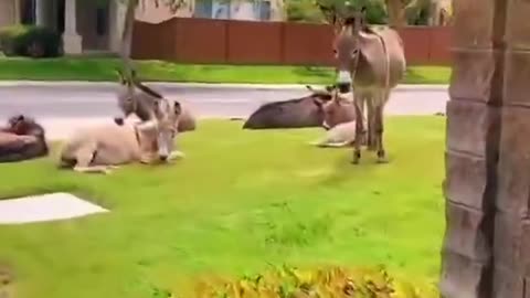 The most beautiful neighbors 😂❤️