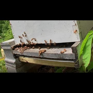 Friday Noon long cut