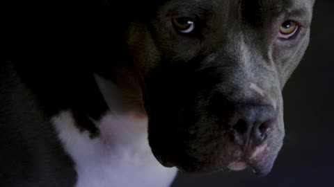 Curso Detentores De Cães Perigosos Ou Potencialmente Perigosos