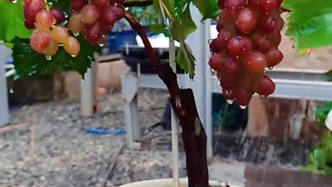 Grape Bonsai in a Pot: Watered with Love, Grows Wonderfully!
