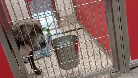 Harold 3y A802909 kennel 5 pod 1 PACC shelter PACC shelter VID_20250507_164514724