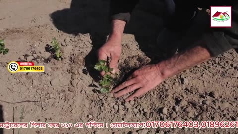 গাছ ফুল-ফল দিচ্ছে না? কী ভুল করছেন আপনি জানেন