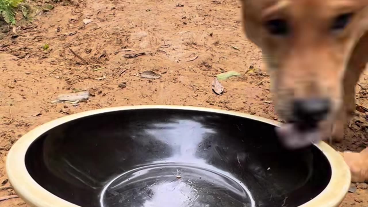 【dobby】3