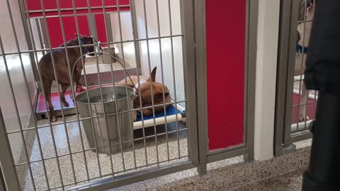Anabelle 2y A839016 Scrappy 1y A865567 kennel 179 PACC shelter20250625_271
