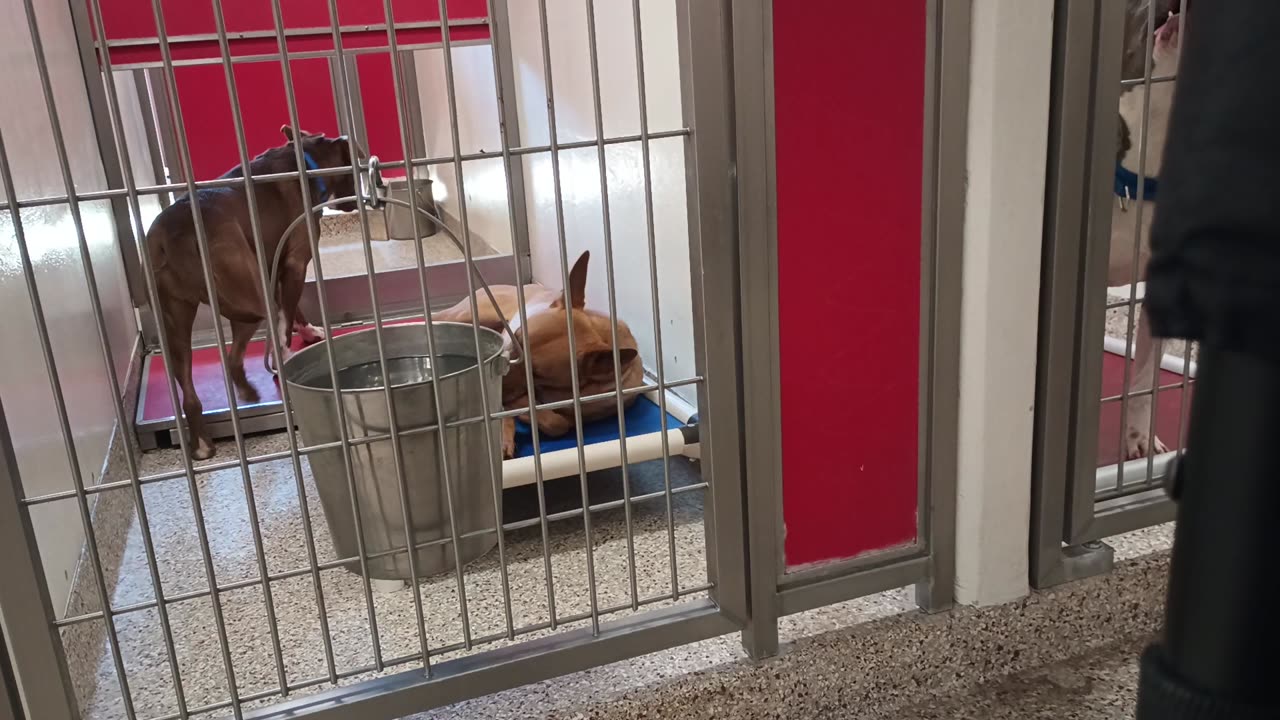 Anabelle 2y A839016 Scrappy 1y A865567 kennel 179 PACC shelter20250625_271