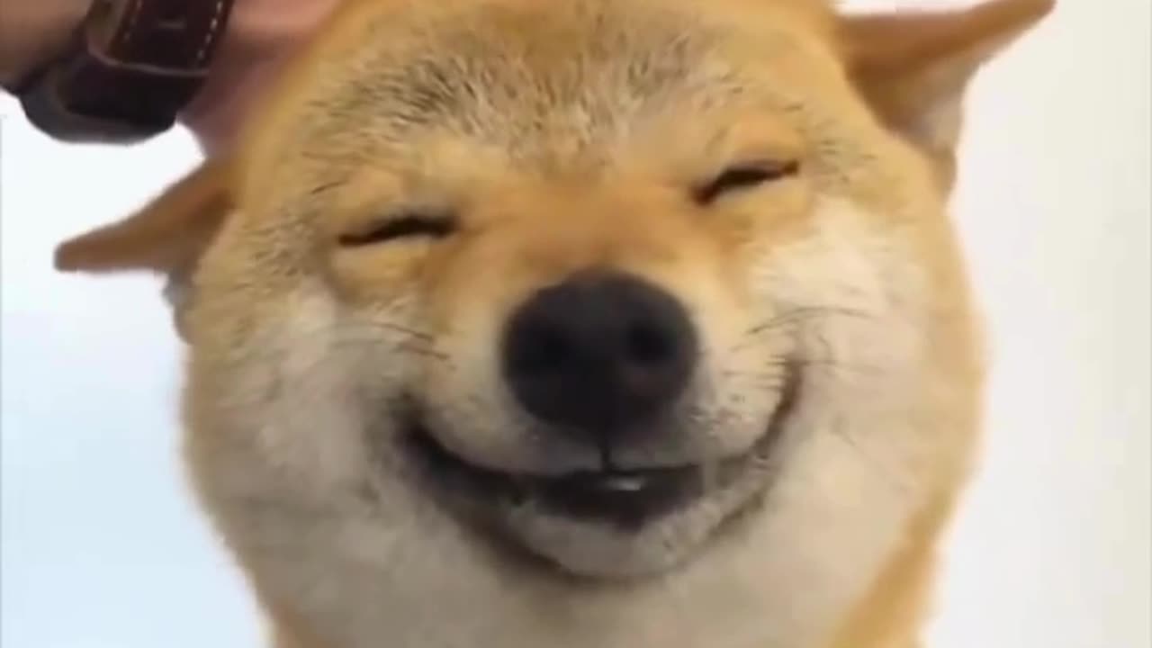 When Happiness Hits MAX Level ππΎ
