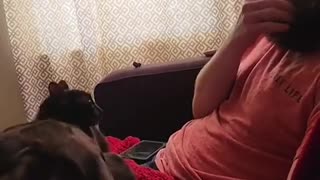 😂🐶 Dog's English is Better Than Your Siblings! | FunFM