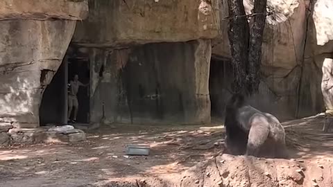 Zookeepers try to escape enclosure with male gorilla