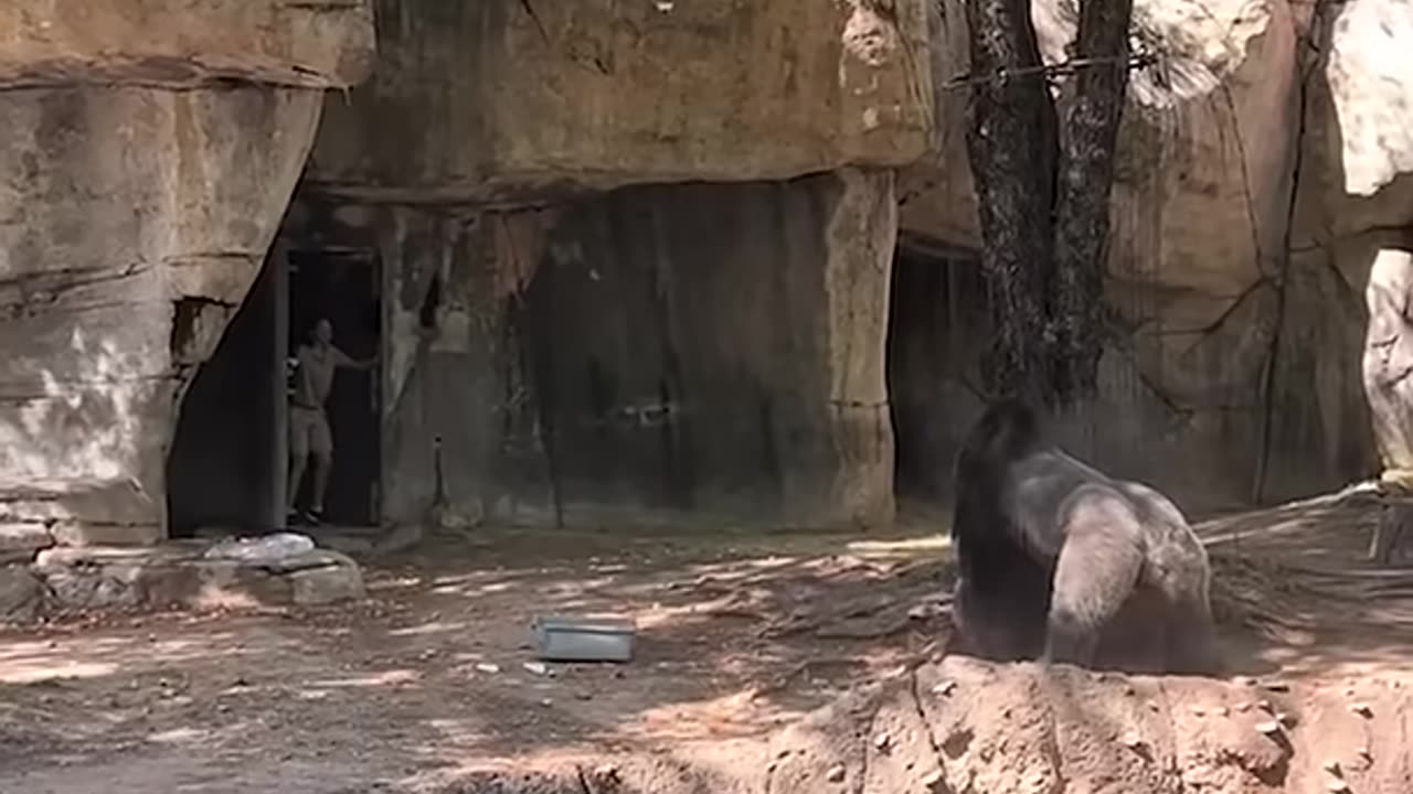 Zookeepers try to escape enclosure with male gorilla