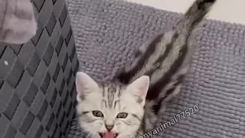 cat copy talking