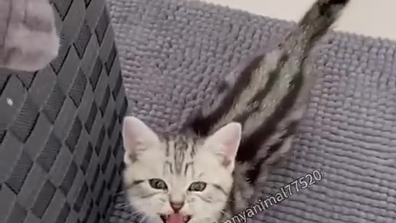 cat copy talking