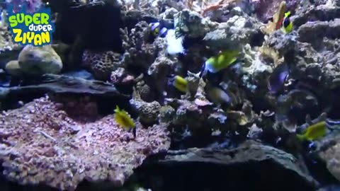 WOW!! Giant Underwater Aquarium at Seaworld Ancol
