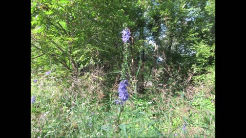 Harbinger Of Good News American Bellflower 2024