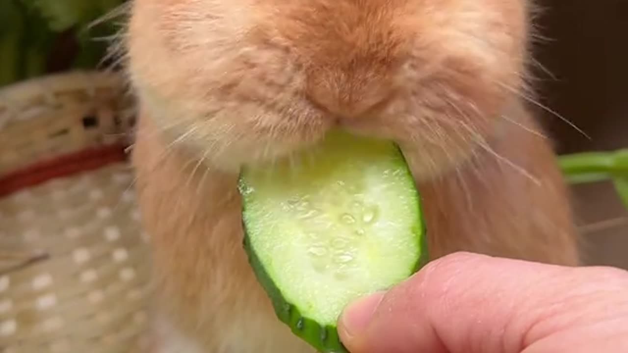 Rabit# cute