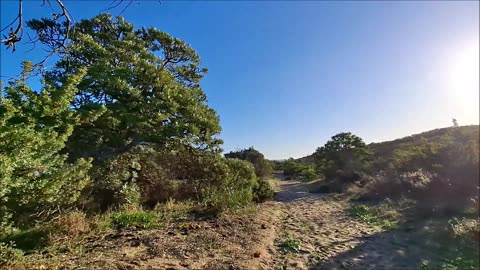 This Bushland Is About to Disappear. A Quiet Farewell with My Dog