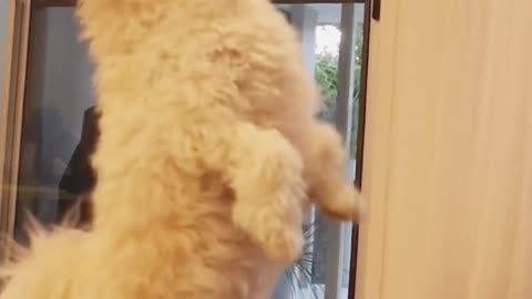 This Dog Is ALWAYS Hungry! 🍔🐶😂 #FunnyDog #HungryPup #CutePets