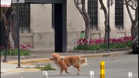 Golden Retriever Walks Himself in Chicago