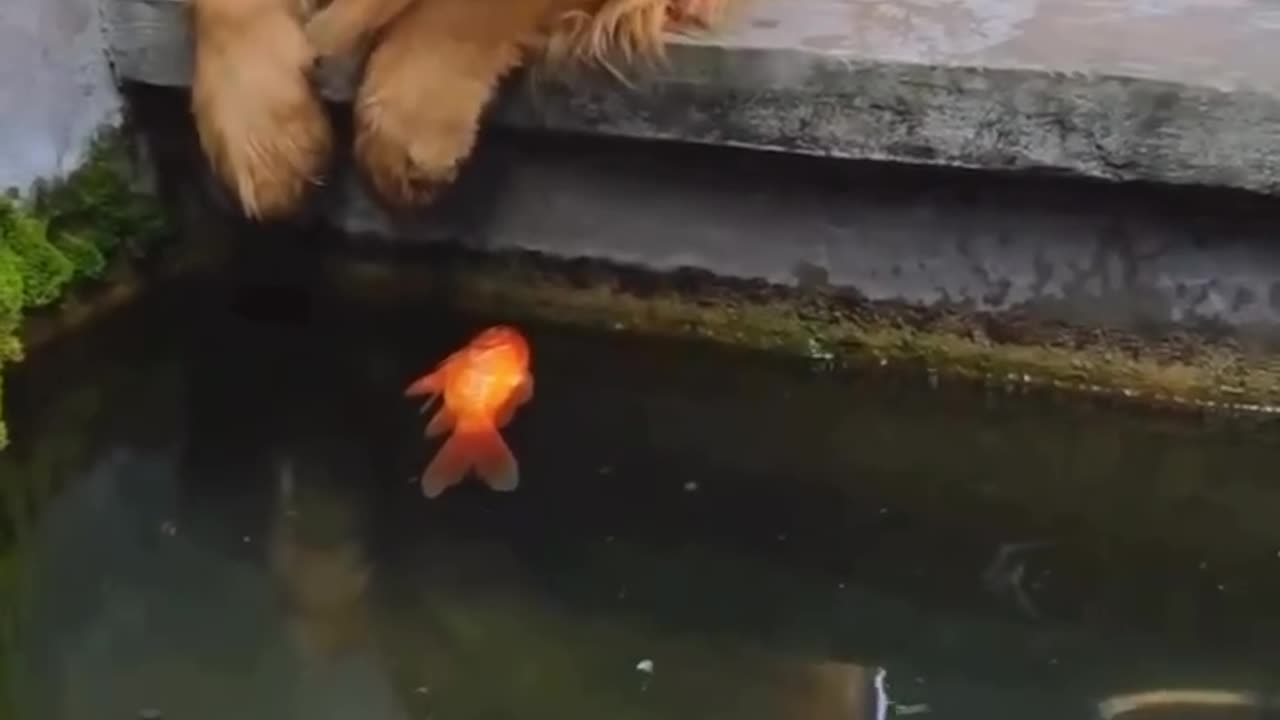A Dog’s Pure Heart – Trying to Save a Small Fish 🐶💧🐟