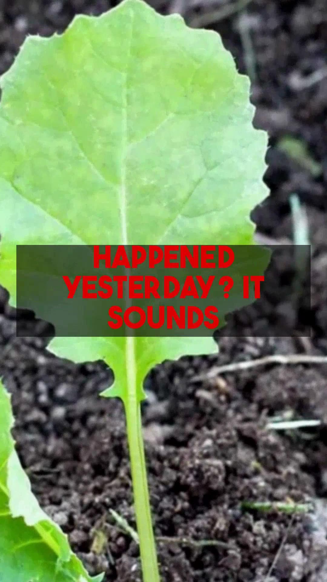 Learn expert techniques to colorize old black-and-white photos on colorizethis.io.