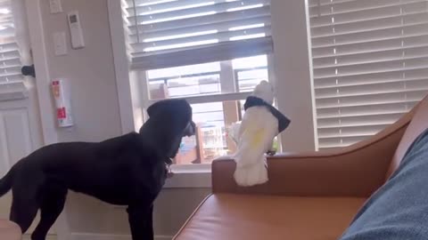 Dog and Cockatoo Are the Cutest Security Team