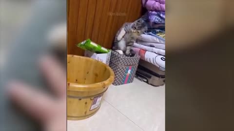Funny Animal moment #4