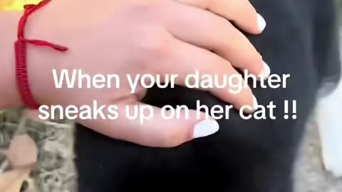 Funny Animal Videos