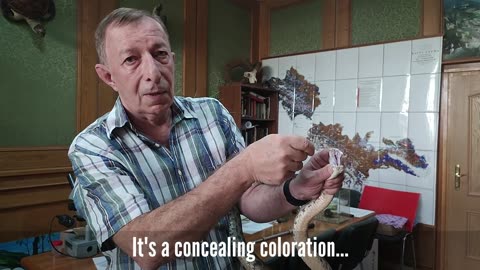 From Bar to Wild: The Remarkable Journey of Russia's Deadliest Snake
