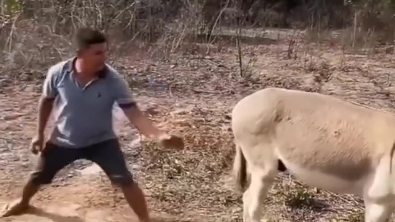 When you piss off a mule #funny #dontlaught #hilariousfails #trynottolaugh #laugher