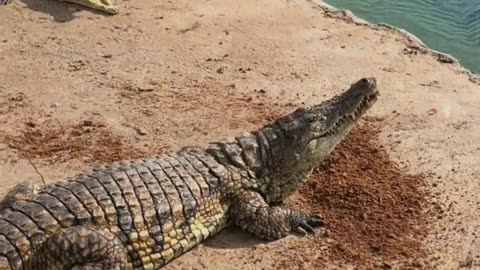 Come and see the crocodile eating dirt