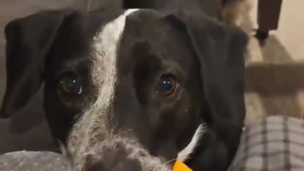 The confusing behavior of dogs