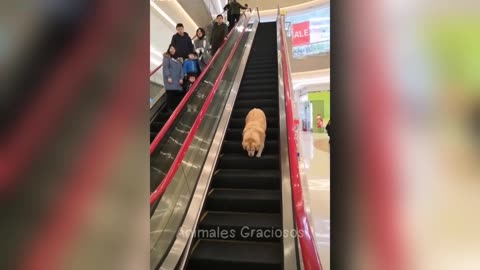 Try Not to Laugh Challenge — Funniest Animals on the Internet 🐾😆