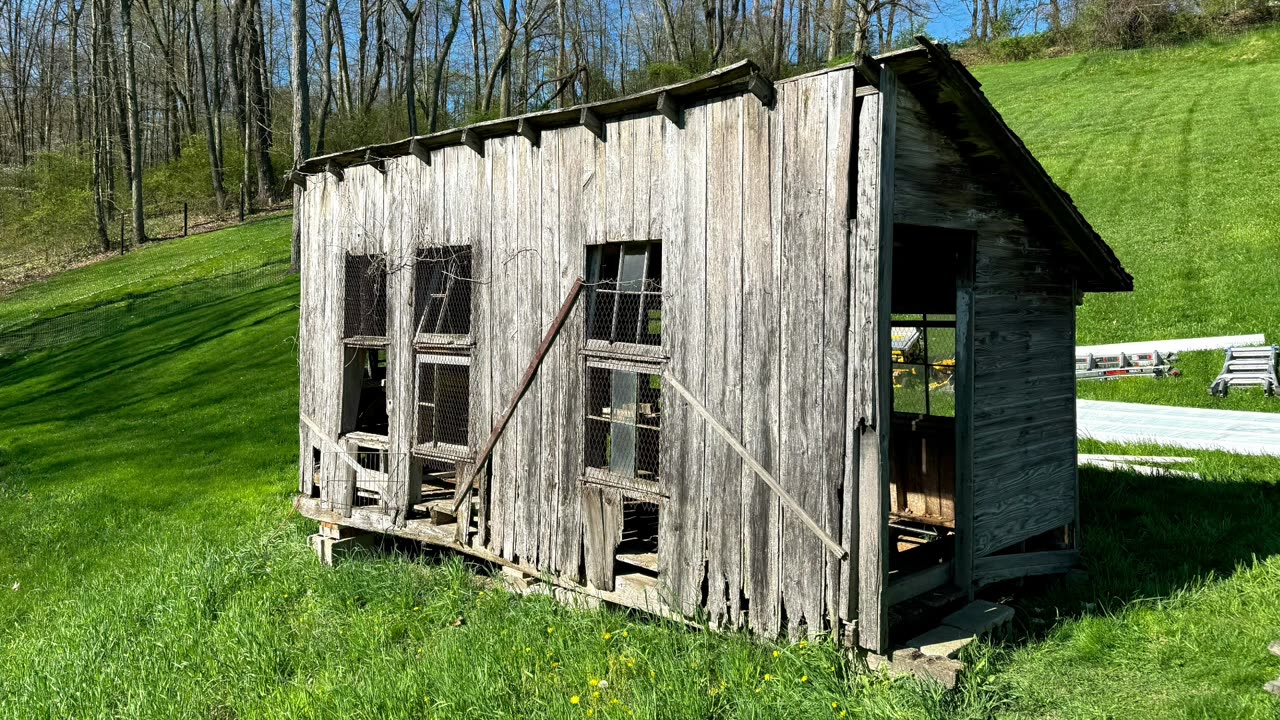 "From Hatch to Hen: How We Raise Chickens on the Cheap!"