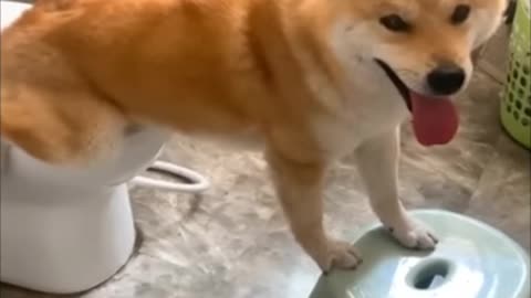 Dog very enteligat butiful moment funny video 🧐🙂😜🫡