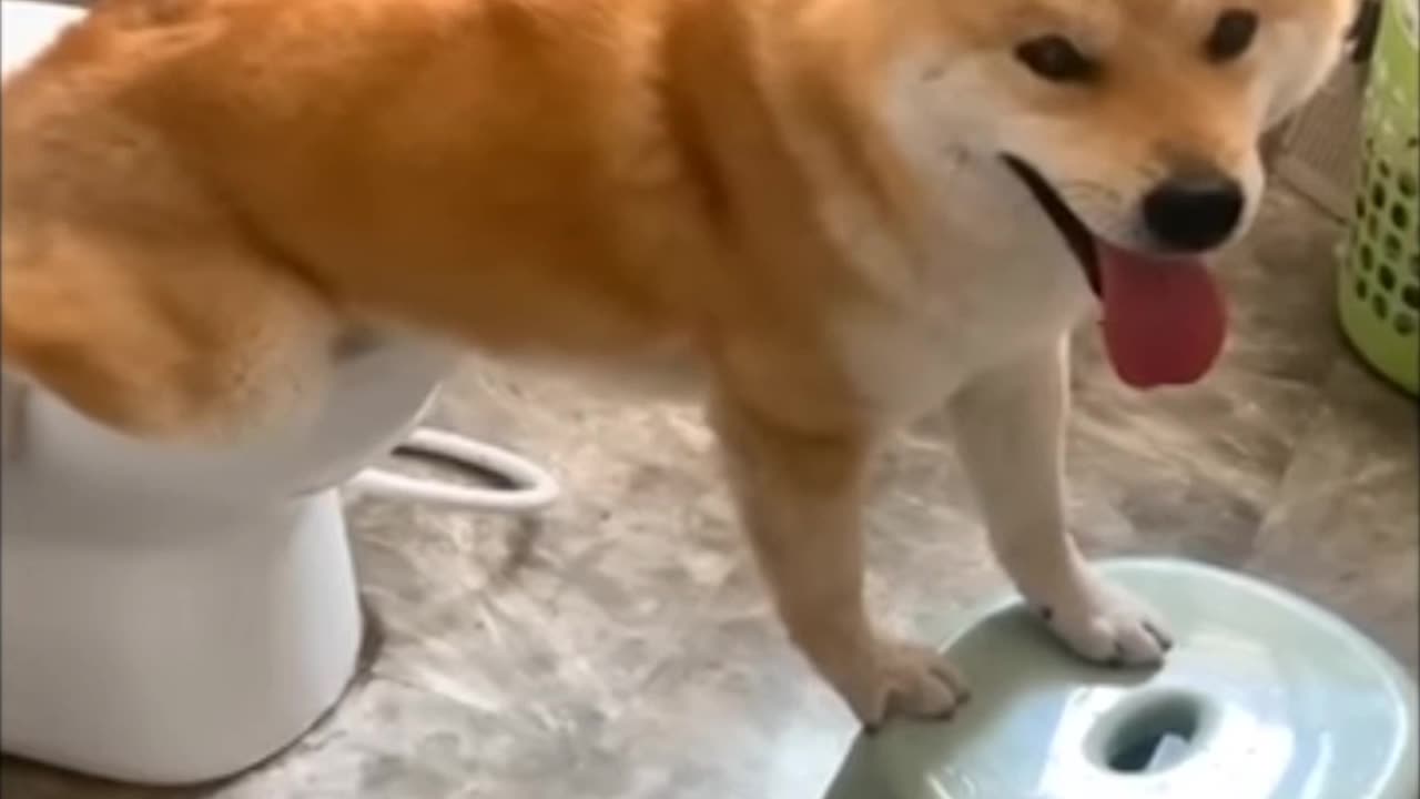 Dog very enteligat butiful moment funny video 🧐🙂😜🫡