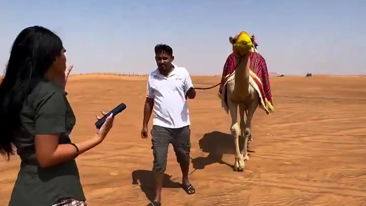 Uber camel in Dubai