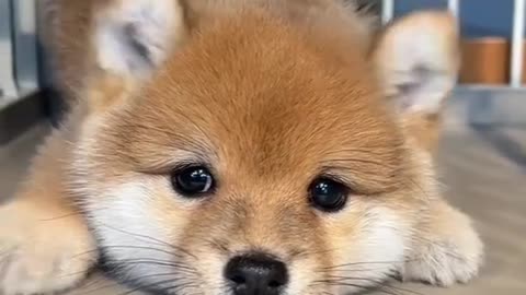 Puppy puppy