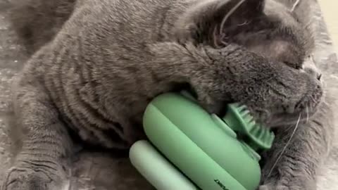 Kitty needs at least 1 hour a day for massaging himself lol