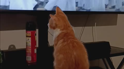 Even my cat is a proud patriot and loved the parade