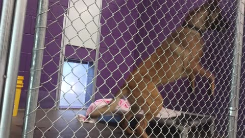 Hiro 7y Pet Id 943938 kennel 18 HSSAZ shelter don't want him linking me with food_20250627_173441016