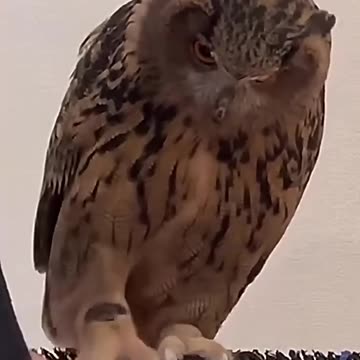 Owls are the cutest🤣😂#shortvideo #funny #youtube #pets #usa - EF LB