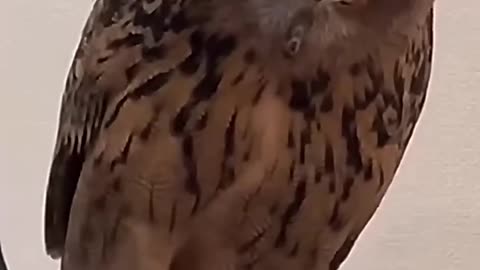 Owls are the cutest🤣😂#shortvideo #funny #youtube #pets #usa - EF LB