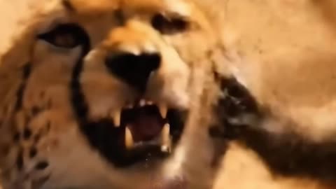When the Prey FIGHTS BACK: Baboon Squad vs. Cheetah!