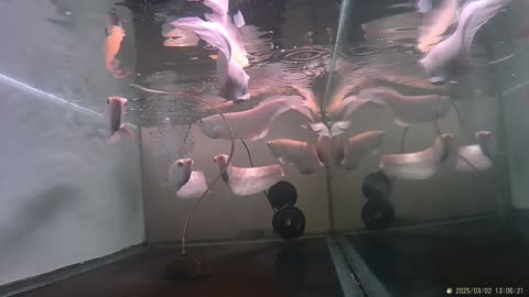 SILVER AROWANA EGANCE GRACEFUL SWIMMER IN THE AQUARIUM, PART. 1
