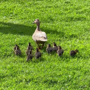 Running and Not Listening - Psalm 81 #jesus #motivation #scripturereading