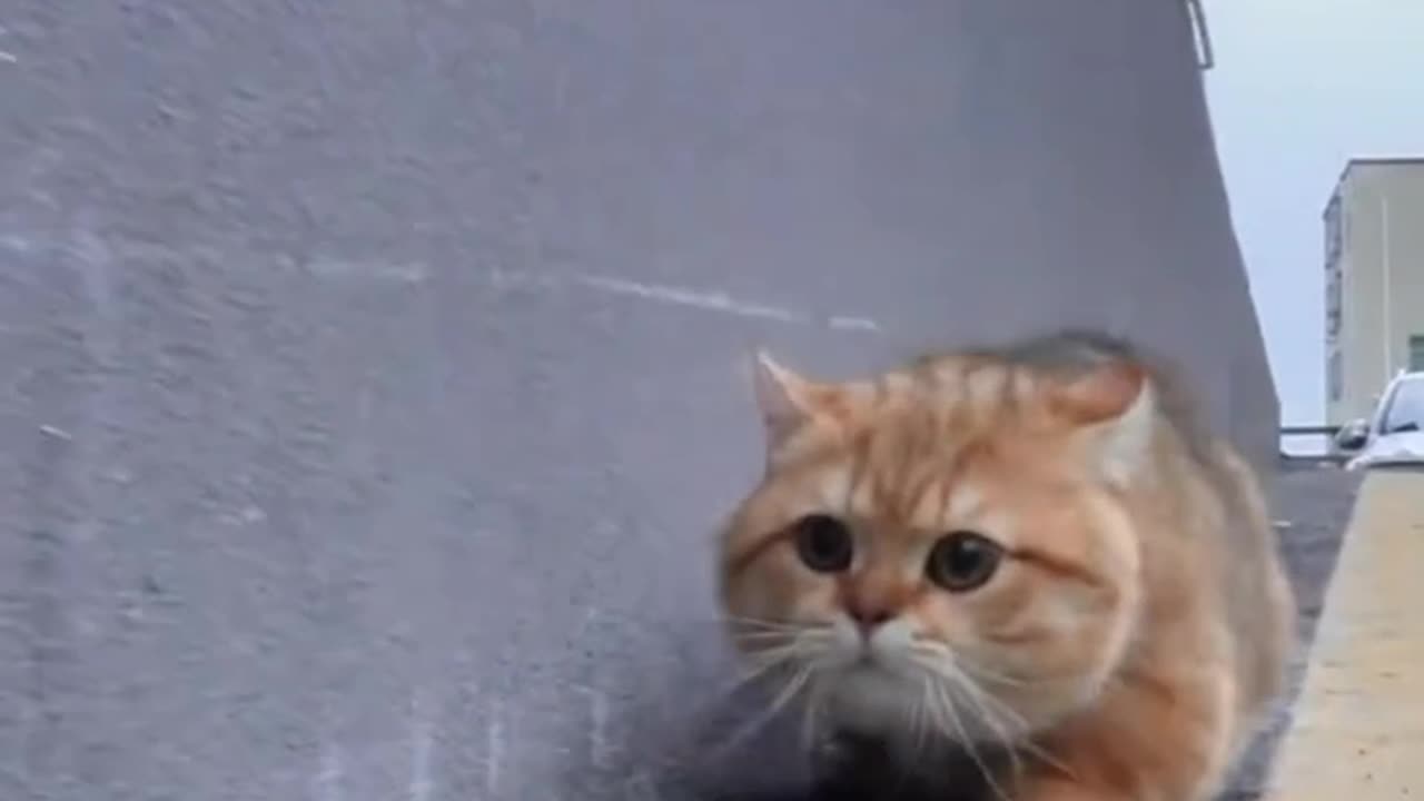 Funne cat