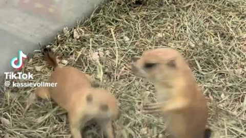 Prairie dogs fighting