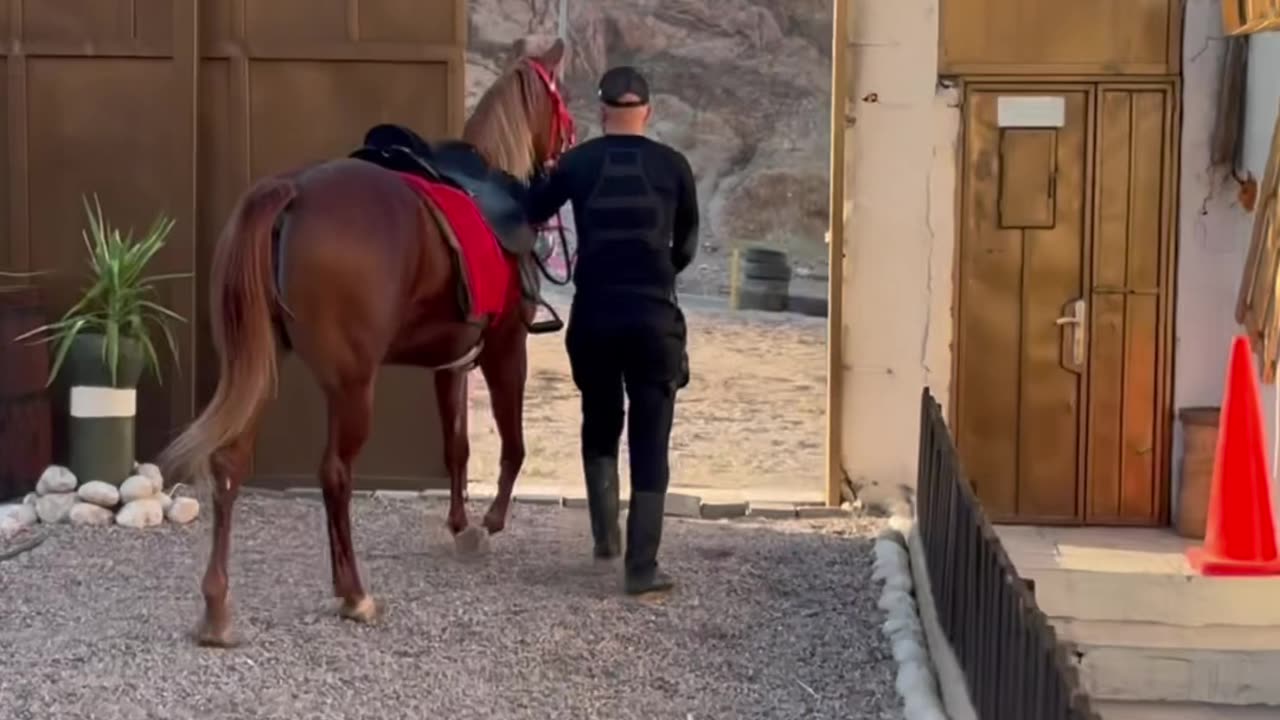 الفرس الأصيل مايخون صاحبه